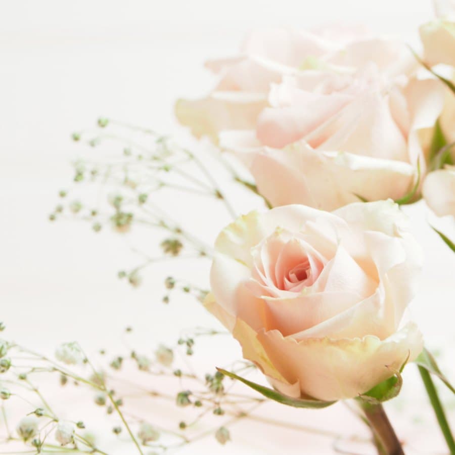 Pink Roses