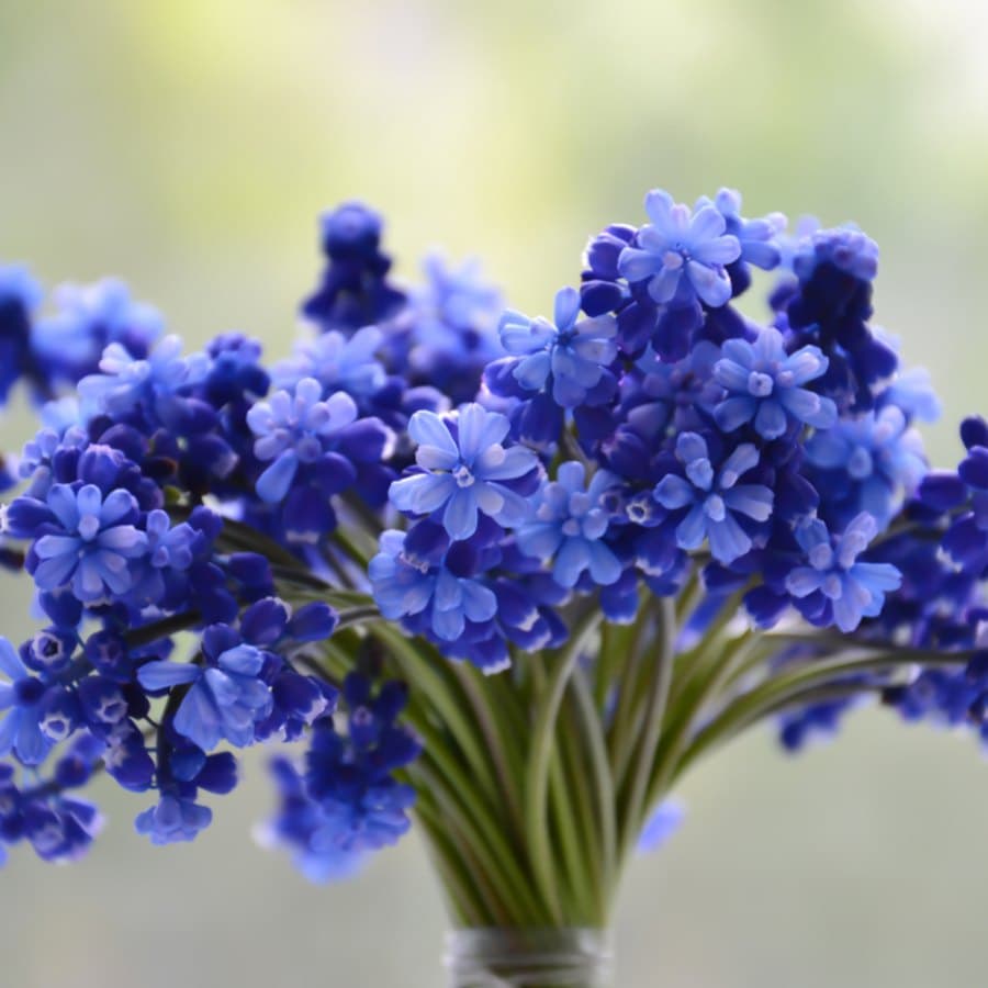Blossom Bouquet