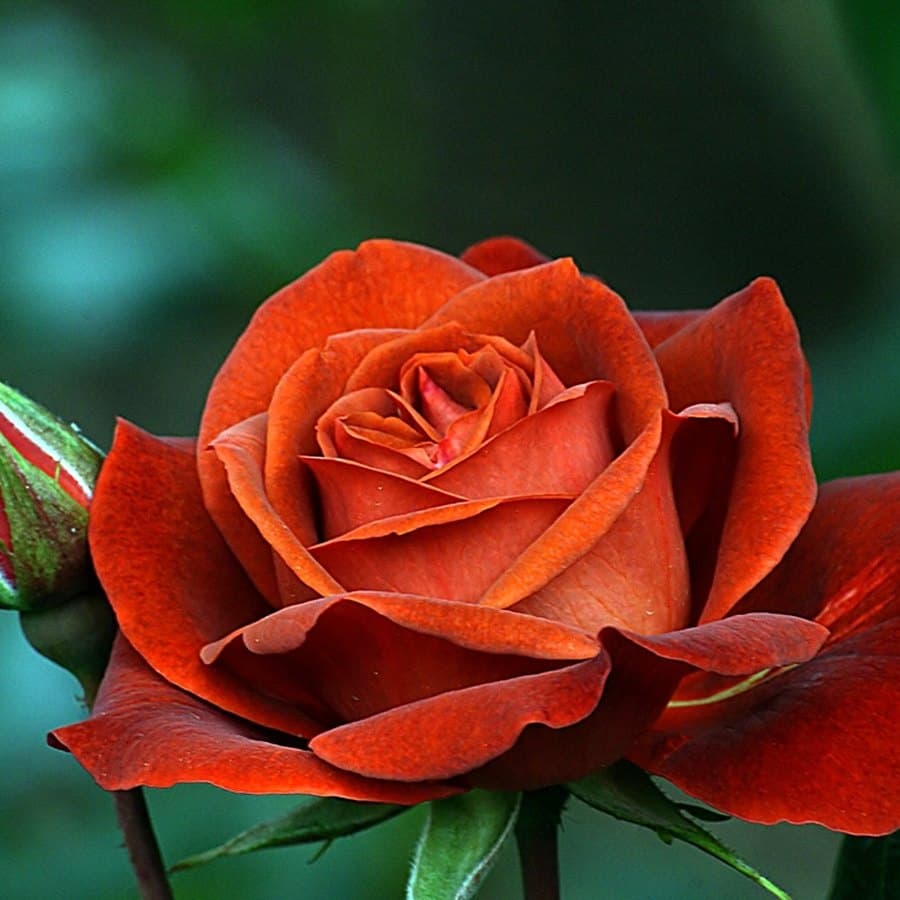 Ferrero Roses