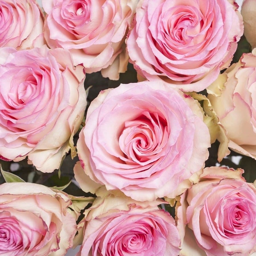 Pink Rose Bouquet