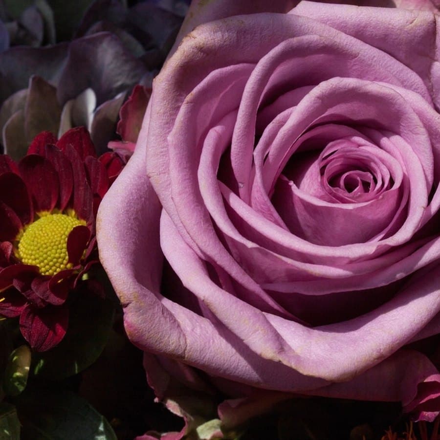 Violet Soap Roses